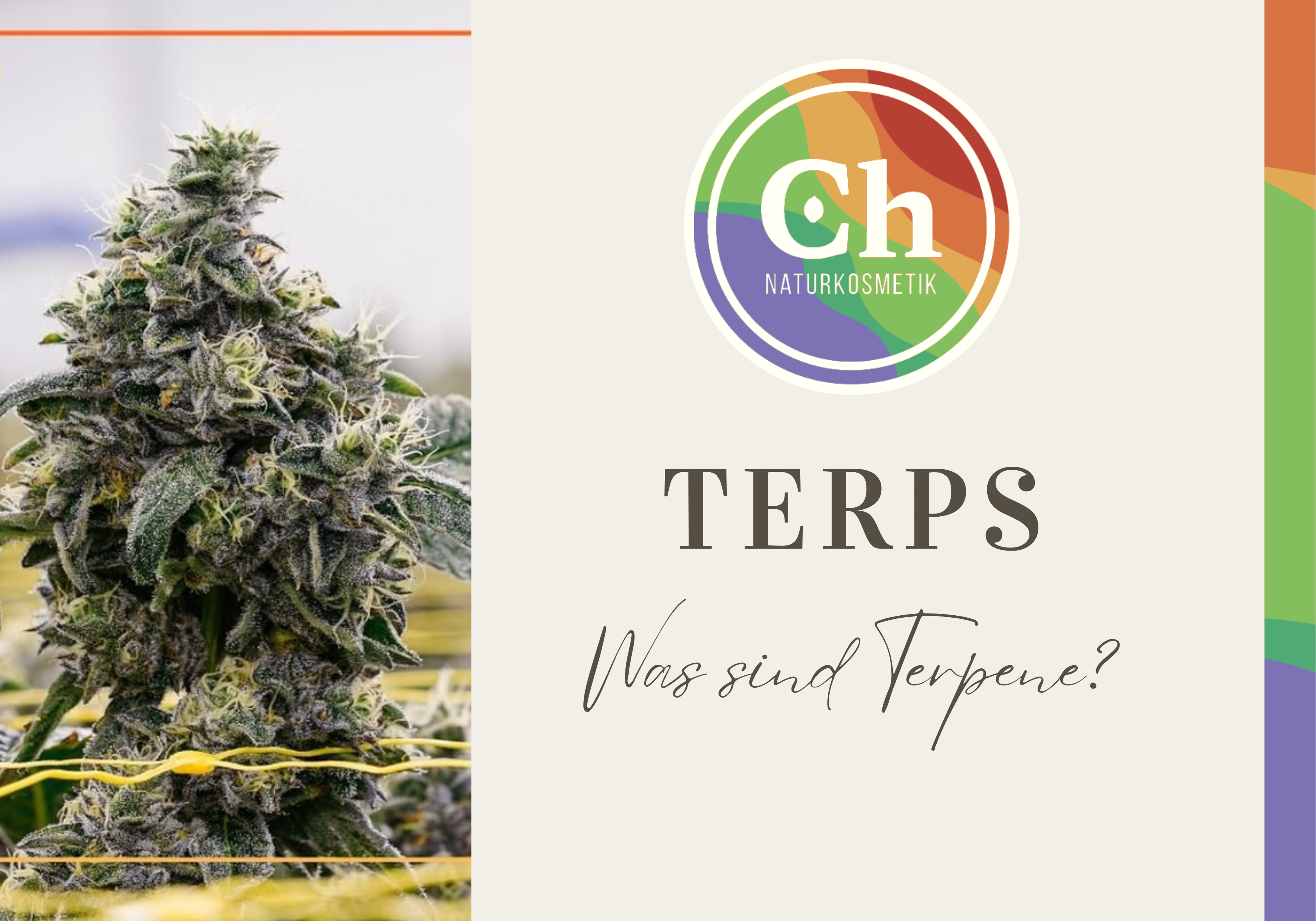 Ein duftendes Geheimnis: Terpene aus der Welt der Pflanzen und Cannabis