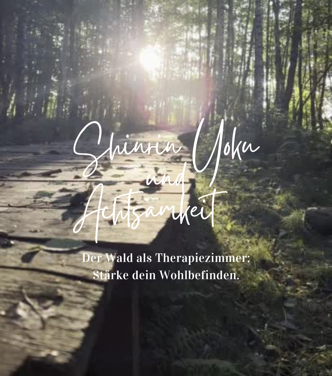 Steg im Wald im Sonnenaufgang
