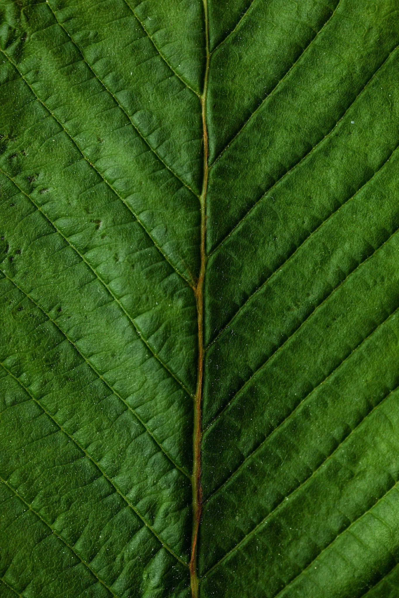 Frontal nahe Blatt Fotografie