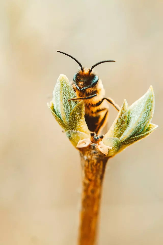 Biene auf einer Blume