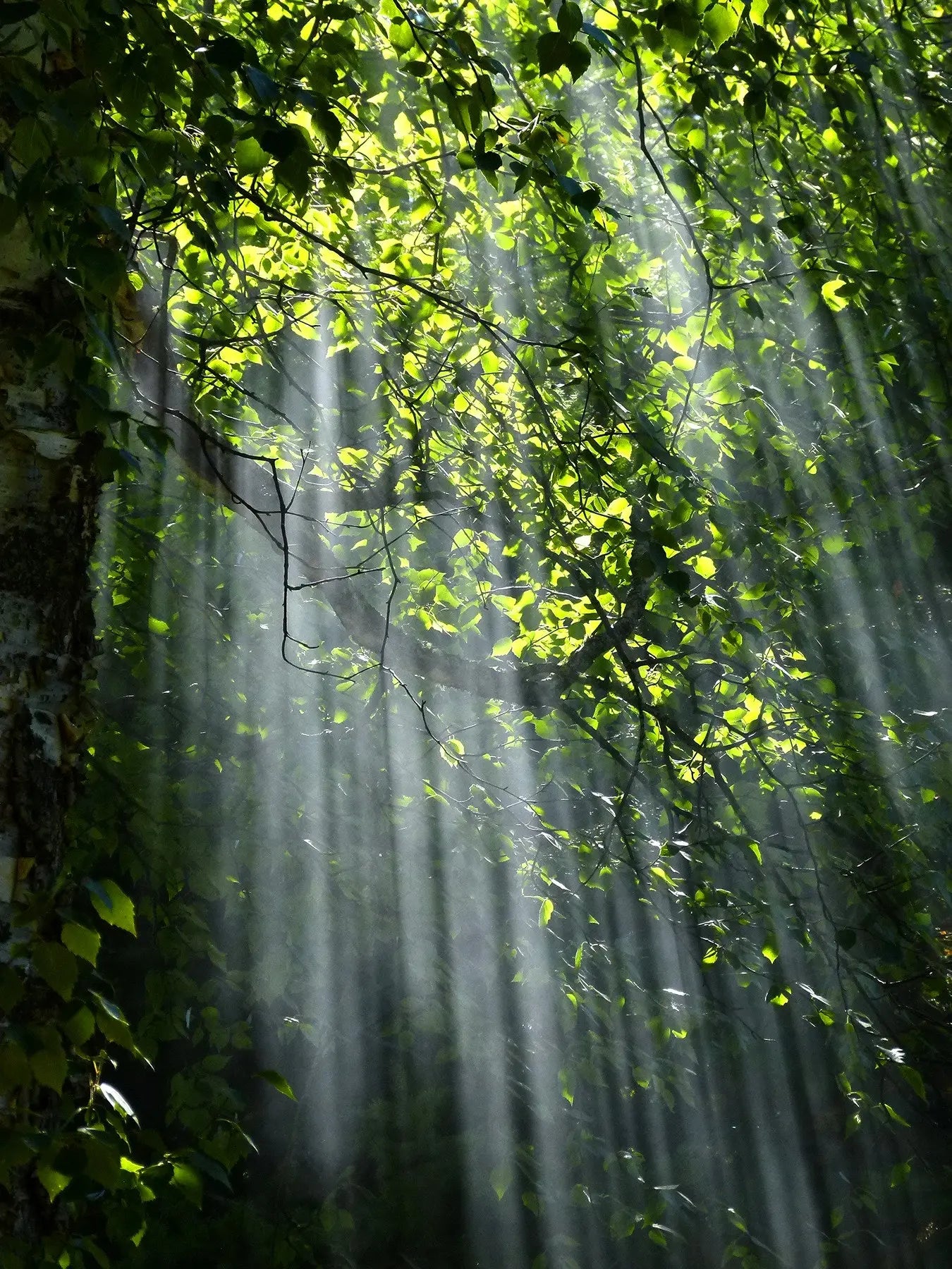 Blick in den Wald, die Sonne scheint hinein, Sonnenstraheln durch das Blätterwerk.